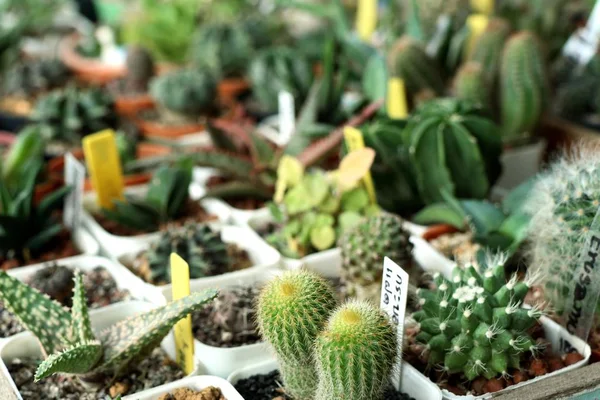 Cactus en el jardín — Foto de Stock