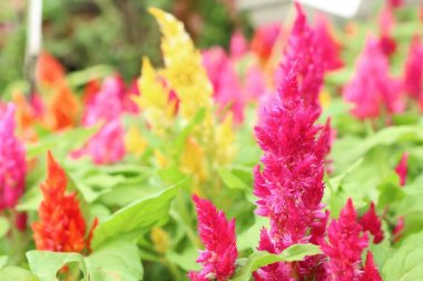 cockscomb Çiçek Bahçe