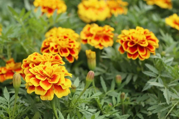Marigold květ v zahradě — Stock fotografie