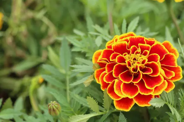 Marigold květ v zahradě — Stock fotografie