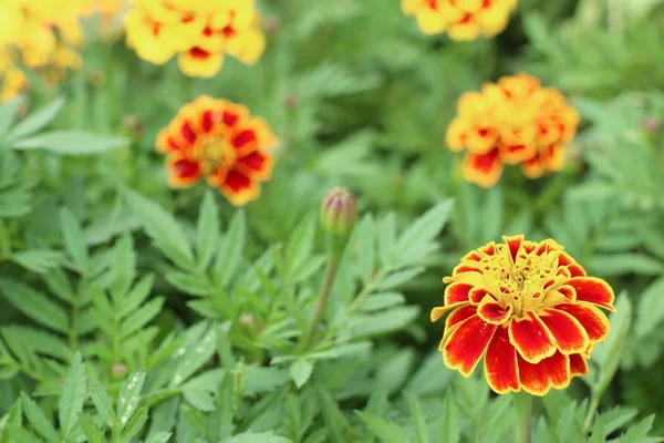 Ringelblume im Garten — Stockfoto