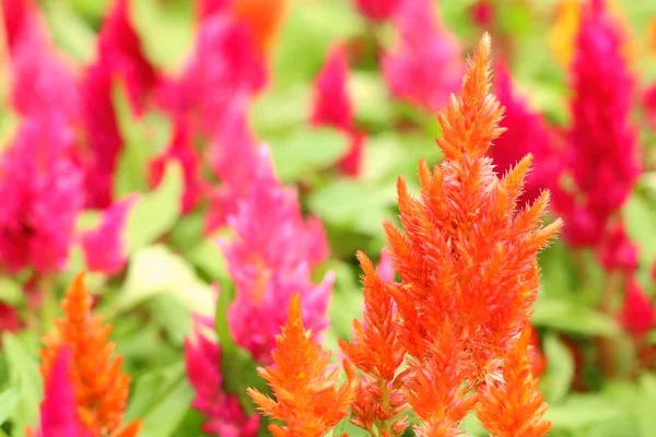 鶏頭の花の庭 — ストック写真