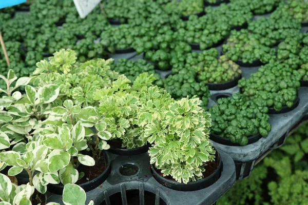 Hojas verdes en la naturaleza —  Fotos de Stock