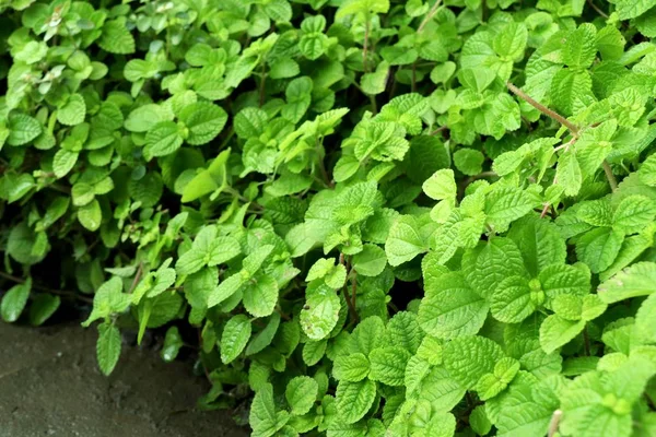 Mint leaves in the garden — Stock Photo, Image