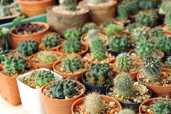 Kaktuszok a kertben — Stock Fotó
