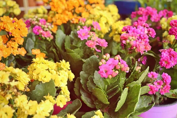 Kakteenblüte in der Natur — Stockfoto