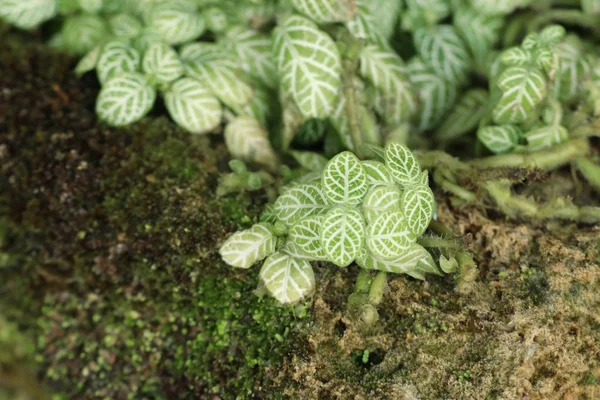 Groene bladeren in de natuur — Stockfoto