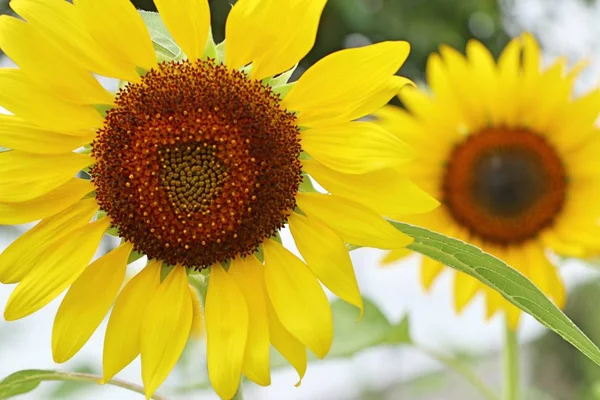 Sonnenblumenfeld in der Natur — Stockfoto