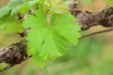 Üzüm bağında üzüm yaprakları
