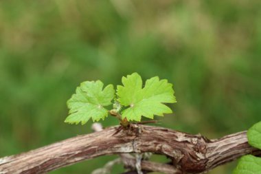 Üzüm bağında üzüm yaprakları