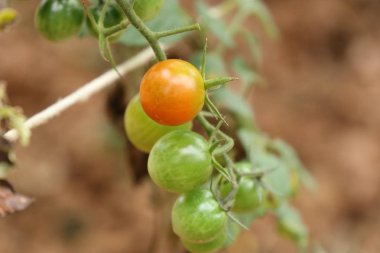 Dallar kiraz domates