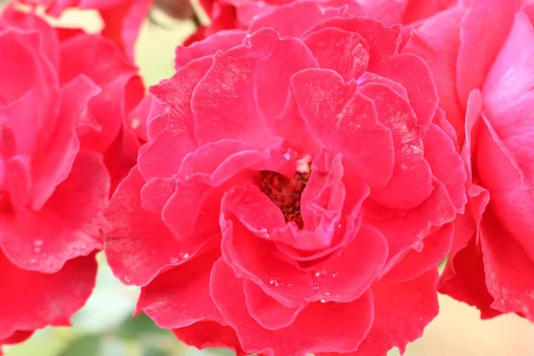 Τριαντάφυλλο στον κήπο — Φωτογραφία Αρχείου