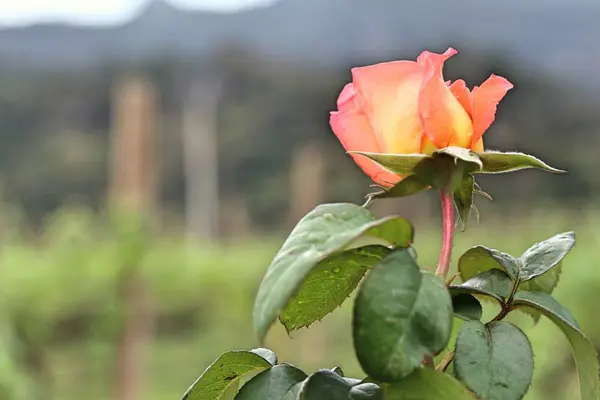 Rosa in giardino — Foto Stock