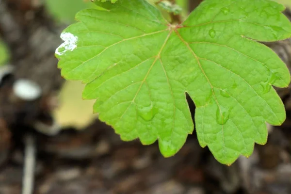 Hojas de uva en el viñedo —  Fotos de Stock