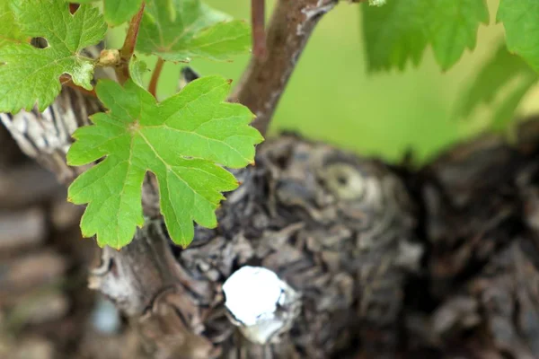 Hojas de uva en el viñedo — Foto de Stock