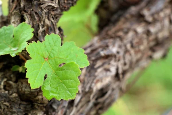 Druivenbladeren in wijngaard — Stockfoto