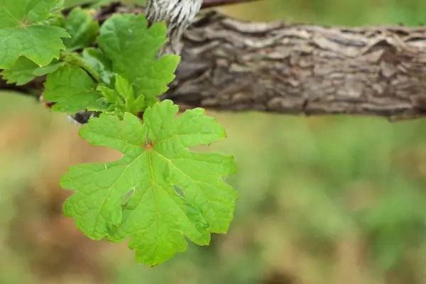 Виноградные листья в винограднике — стоковое фото