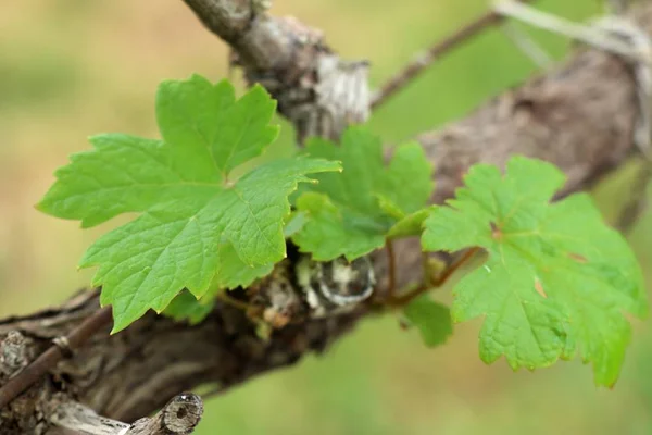 Liście winogron w winnicy — Zdjęcie stockowe