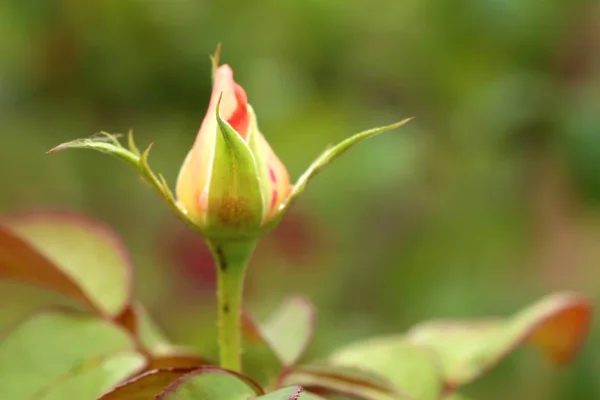 Rosa in giardino — Foto Stock