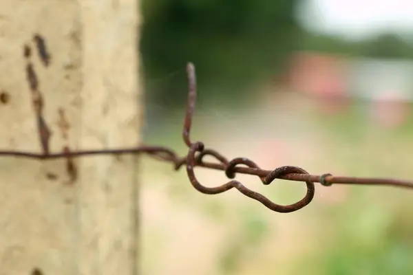 Barb wire in vineyard — Stock Photo, Image