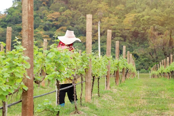 Workers in the vineyard