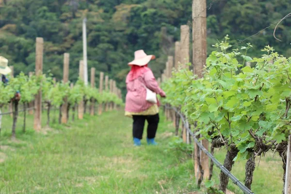 Workers in the vineyard