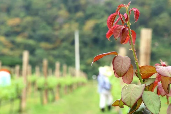 Rosa en el jardín — Foto de Stock