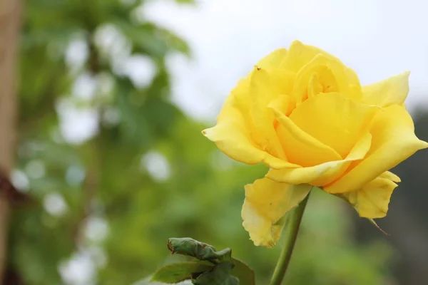 Rose im Garten — Stockfoto