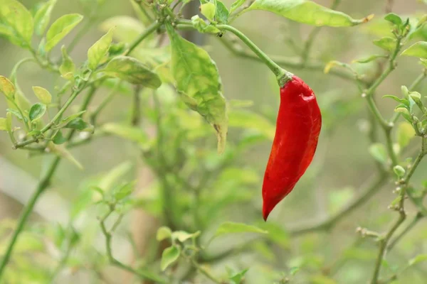 Chili pepper in garden — Stock Photo, Image