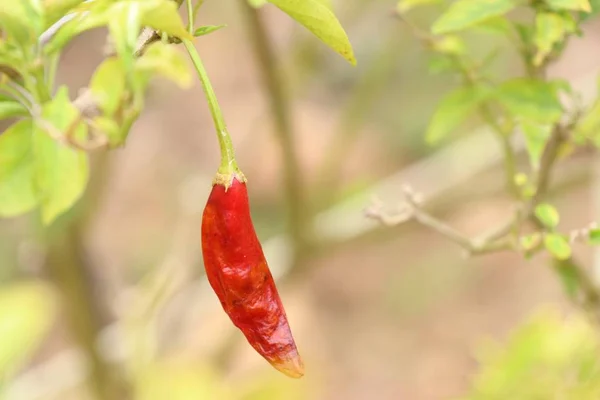 Chili pepper in garden — Stock Photo, Image