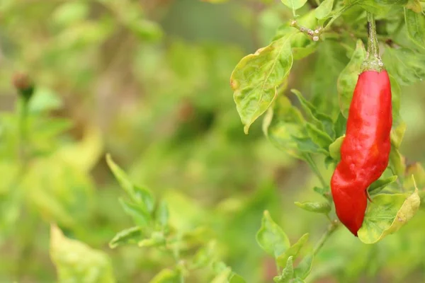 Chili pepper in garden