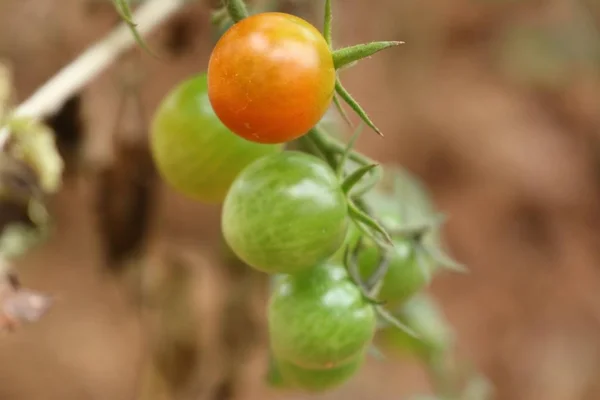 Gałęzie z pomidorów cherry — Zdjęcie stockowe