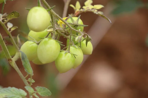 Branches de tomates cerises — Photo