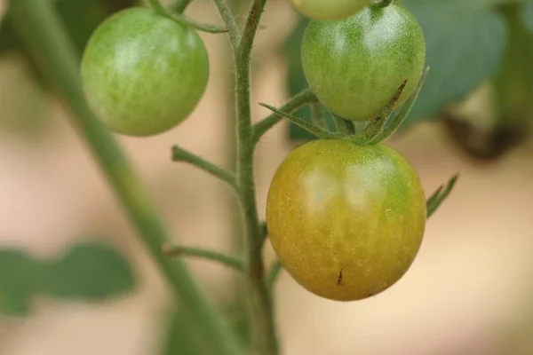 Branches of cherry tomato — Stock Photo, Image