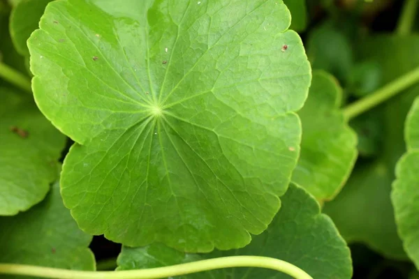 Hoja asiática en natue — Foto de Stock