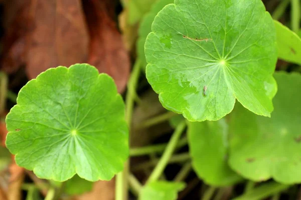 Hoja asiática en natue — Foto de Stock