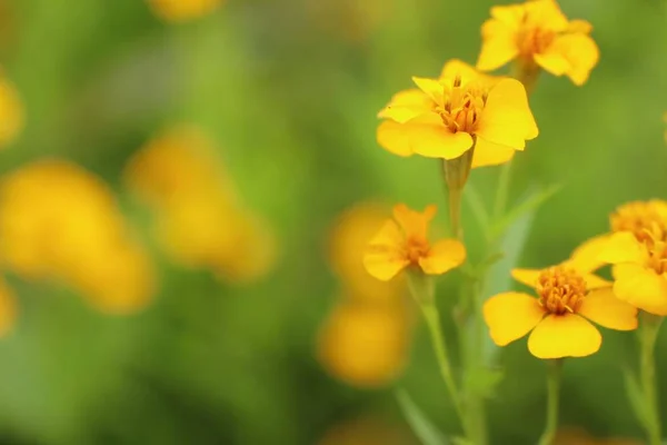 Diasy Blume im Garten — Stockfoto