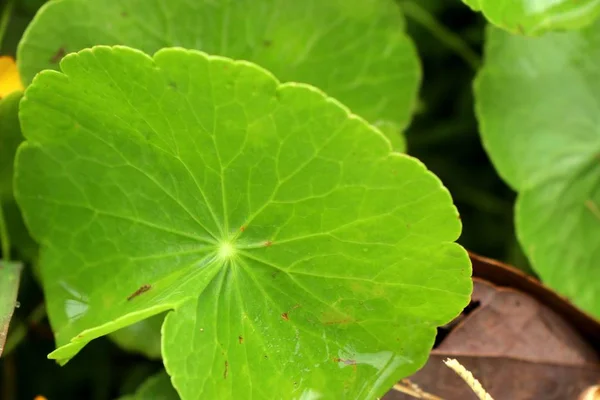 Asiatic leaf in natue — Stock Photo, Image