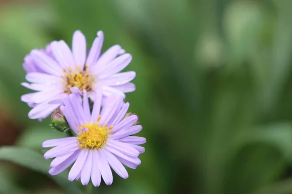 Diasy bloem in tuin — Stockfoto