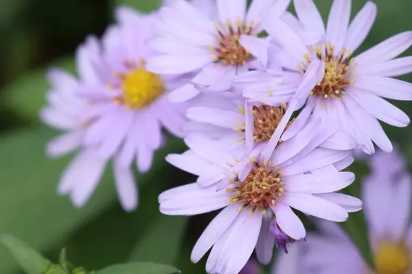 Легкий цветок в саду — стоковое фото