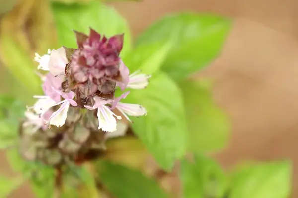 Planta de manjericão no jardim — Fotografia de Stock