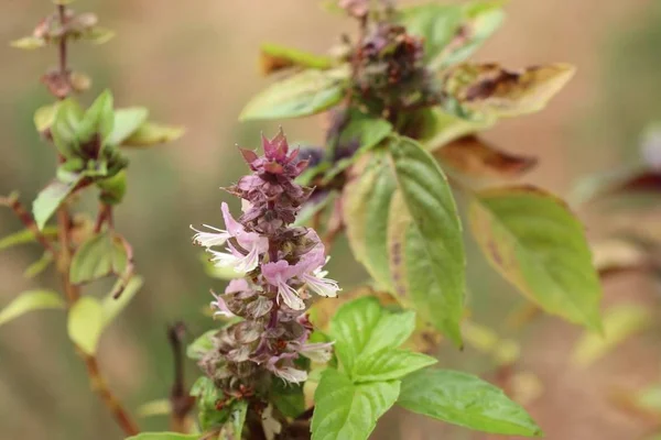 Basil plant in tuin — Stockfoto