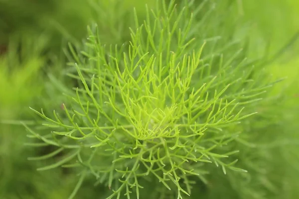 Dill herb in garden Royalty Free Stock Images