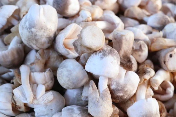 Frische Pilze beim Streetfood — Stockfoto