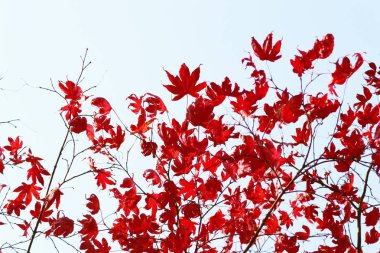 Akçaağaç yaprakları baharda