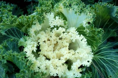 Kore'de lahana Bahçe