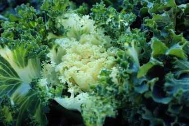 Kore'de lahana Bahçe