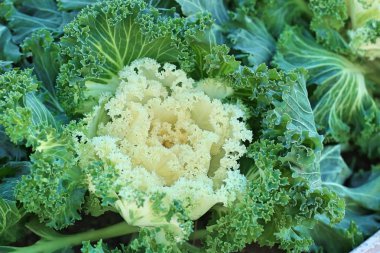 Kore'de lahana Bahçe