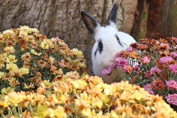 Rabbits in the flower garden — Stock Photo, Image