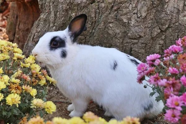 Rabbits in the flower garden — Stock Photo, Image